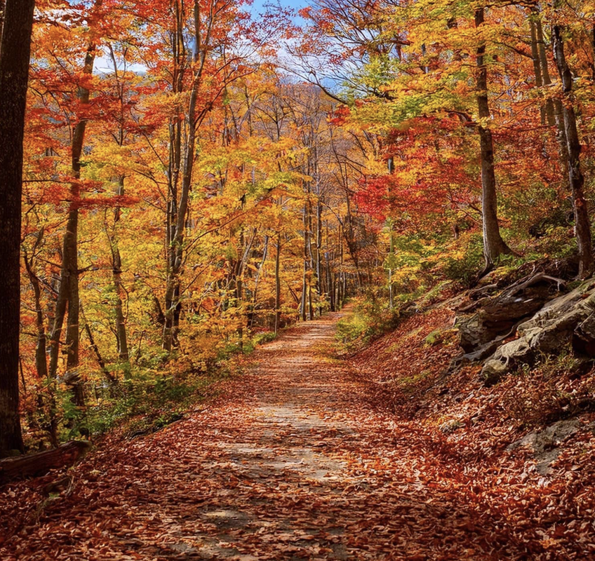 Foliage Foraging Hike